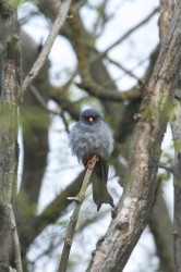 Falco, vespertinus, Western, Red-footed, Falcon, Hungary