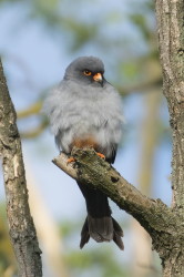 Falco, vespertinus, Western, Red-footed, Falcon, Hungary