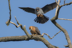 Falco, vespertinus, Western, Red-footed, Falcon, Hungary