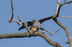 Falco, vespertinus, Western, Red-footed, Falcon, Hungary