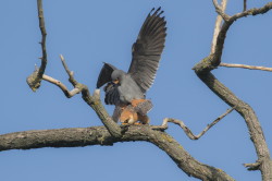 Falco, vespertinus, Western, Red-footed, Falcon, Hungary