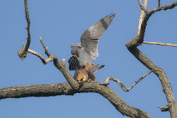 Falco, vespertinus, Western, Red-footed, Falcon, Hungary