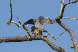 Falco, vespertinus, Western, Red-footed, Falcon, Hungary