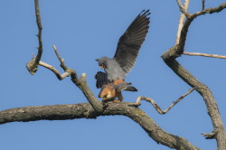 Falco, vespertinus, Western, Red-footed, Falcon, Hungary