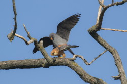 Falco, vespertinus, Western, Red-footed, Falcon, Hungary
