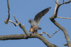 Falco, vespertinus, Western, Red-footed, Falcon, Hungary