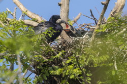 Corvus, frugilegus, Rook, Hungary