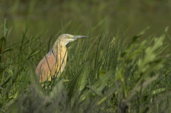 Ardeola, ralloides, Squacco, Heron, Hungary