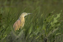 Ardeola, ralloides, Squacco, Heron, Hungary