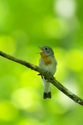 Ficedula, parva, Red-breasted, flycatcher