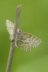 Scopula, immorata, Lewes, Wave, lepidoptera