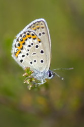 Plebejus, argus, Silver-studded, Blue, butterfly, lepidoptera