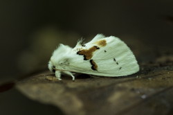 Biaozbka, dwubarwica, Leucodonta, bicoloria, motyl, ma, motyle, owady
