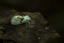 Leucodonta, bicoloria, White, Prominent, butterfly, moth, lepidoptera