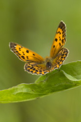 Czerwoczyk, dukacik, Lycaena, virgaureae, motyl, motyle, owady