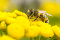 Pszczoa, miodna, Apis, mellifera, bonkoskrzyde, owady