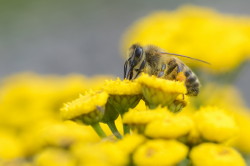 Pszczoa, miodna, Apis, mellifera, bonkoskrzyde, owady