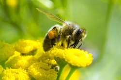 Pszczoa, miodna, Apis, mellifera, bonkoskrzyde, owady