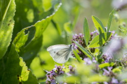 Pieris, napi, Green-veined, White, butterfly, lepidoptera