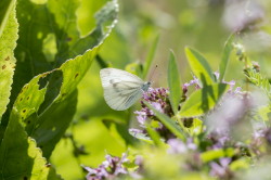 Pieris, napi, Green-veined, White, butterfly, lepidoptera