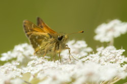 Hesperia, Silver-spotted, butterfly, Papilio, comma, Common, Branded, Holarctic, Grass, Skipper, lepidoptera