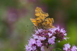 Polygonia, c-album, Comma, butterfly, lepidoptera