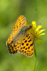Issoria, lathonia, Queen, of, Spain, Fritillary, butterfly, lepidoptera