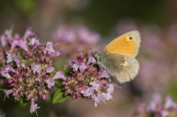Coenonympha, pamphilus, Small, Heath, butterfly, lepidoptera