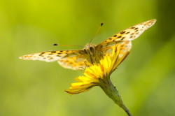 Issoria, lathonia, Queen, of, Spain, Fritillary, butterfly, lepidoptera