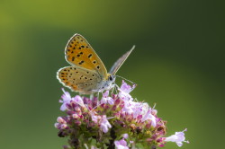 Lycaena, Sooty, Copper, butterfly, Heodes, tityrus, lepidoptera