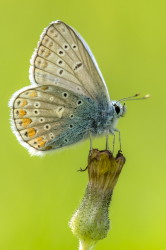 Polyommatus, amandus, Amanda's, Blue, butterfly, lepidoptera