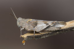 Oedipoda, caerulescens, Blue-winged, Grasshopper, orthoptera