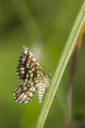 Chiasmia, clathrata, Latticed, Heath, moth, lepidoptera