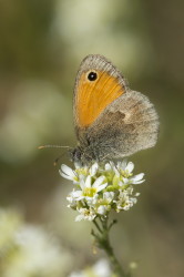 Coenonympha, pamphilus, Small, Heath, butterfly, lepidoptera