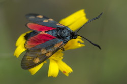 Zygaena, filipendulae, Six-spot, Burnet, butterfly, lepidoptera
