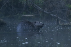 Castor, fiber, European, Eurasian, Beaver