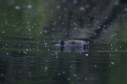 Castor, fiber, European, Eurasian, Beaver