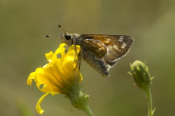 Hesperia, Silver-spotted, butterfly, Papilio, comma, Common, Branded, Holarctic, Grass, Skipper, lepidoptera