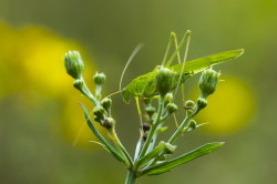 Pasikonik, zielony, Tettigonia, viridissima, prostoskrzyde, owady