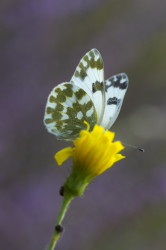 Pontia, edusa, lepidoptera