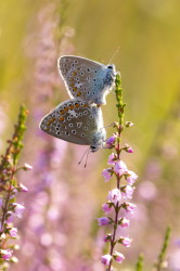 Polyommatus, icarus, Common, Blue, butterfly, lepidoptera