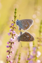 Modraszek, Polyommatus, icarus, motyl, Mnogooczek, ikar, motyle, owady