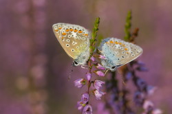 Polyommatus, icarus, Common, Blue, butterfly, lepidoptera