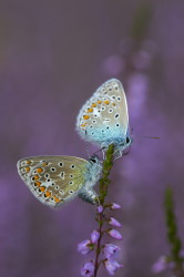 Polyommatus, icarus, Common, Blue, butterfly, lepidoptera