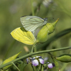 Pieris, napi, Green-veined, White, lepidoptera