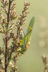 Tettigonia, viridissima, Great, Green, Bush-cricket, orthoptera