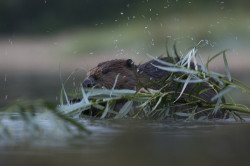 Castor, fiber, European, Eurasian, Beaver