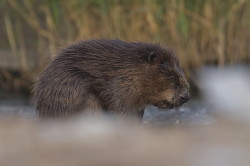 Castor, fiber, European, Eurasian, Beaver