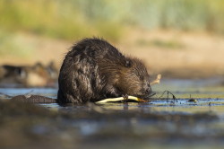 Castor, fiber, European, Eurasian, Beaver