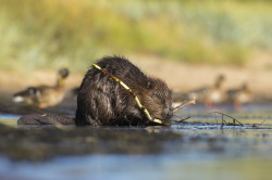 Castor, fiber, European, Eurasian, Beaver